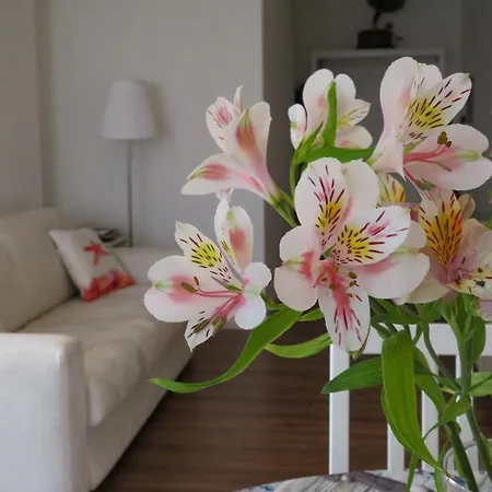 Jitaku Maine * كالياري